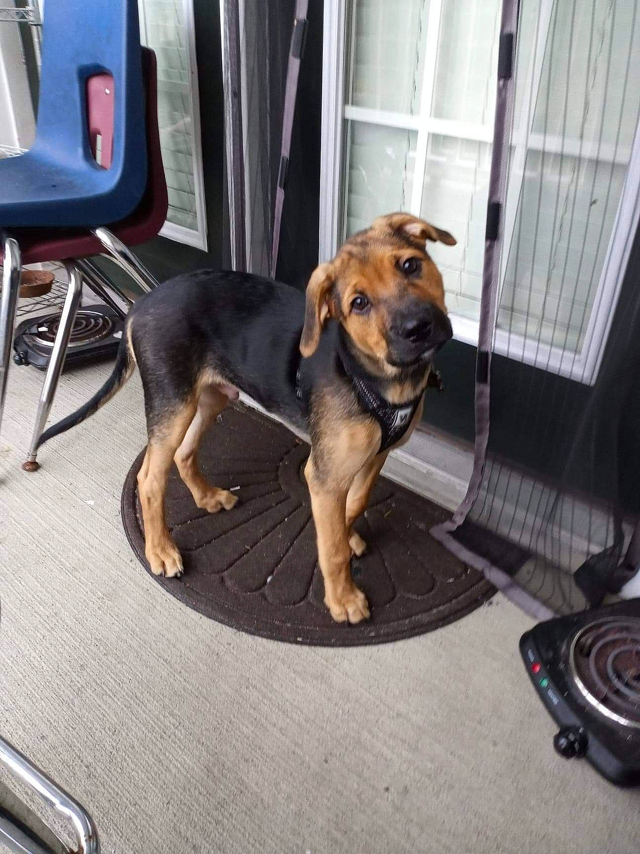 Ganon is registered to the contest to win money with this photo: canidae, carnivore, collar, companion_dog, dog, dog_breed, dog_collar, dog_supply, hound, pet_supply, snout, sporting_group, vehicle_door, window_blind, window_covering, window_treatment, wire, working_animal, working_dog