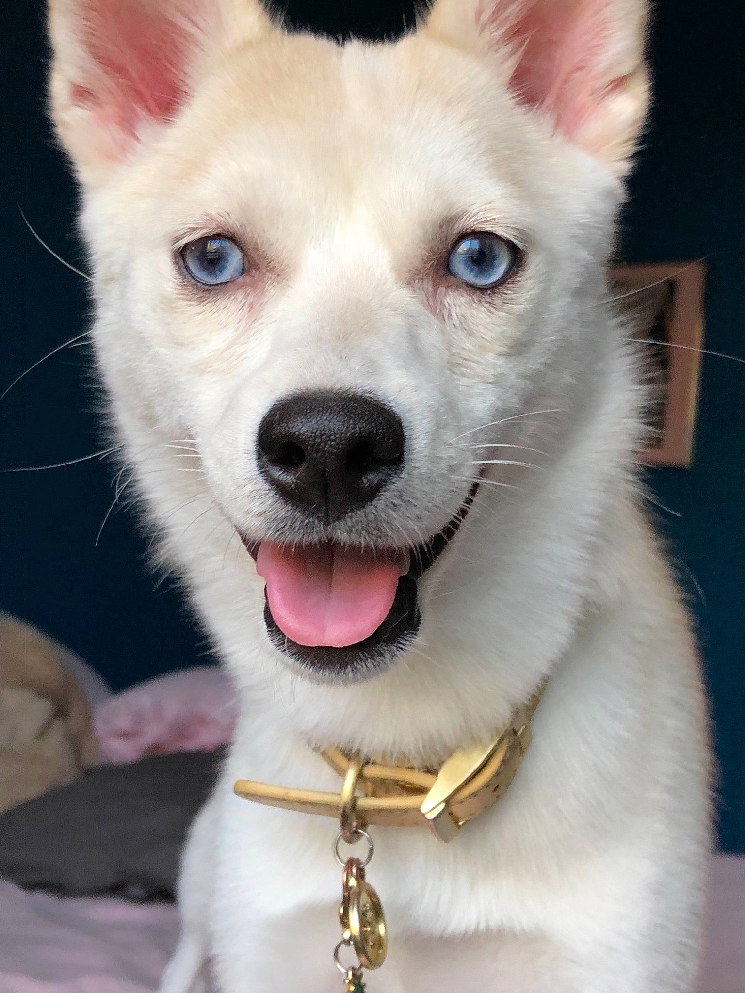 Frosty is registered to the contest to win money with this photo: berger_blanc_suisse, canaan_dog, canidae, carnivore, dog, dog_breed, indian_spitz, kintamani, kishu, korean_jindo_dog, labrador_husky, mammal, non_sporting_group, norwegian_buhund, nose, person, rare_breed_dog, snout, vertebrate, whiskers