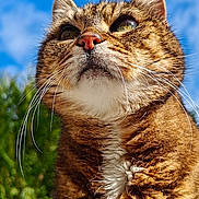 Jessie a rejoint le concours — aidez-le/la à gagner de superbes lots ! cat, tabby, feline, whiskers, blue_sky, outdoor, portrait, close_up, fluffy, fur_texture, chin, nose, ears, greenery, sunlight, majestic, upshot, chest_fur, vibrant, nature
