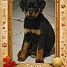 animal, ball, bones, bow, collar, cute, digital_frame, dog, floor, frame, hearts, indoor, paw_prints, pet, portrait, puppy, rottweiler, sitting, tile, toy