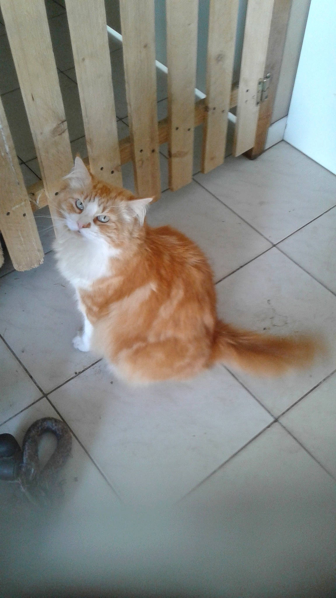 Tyroux