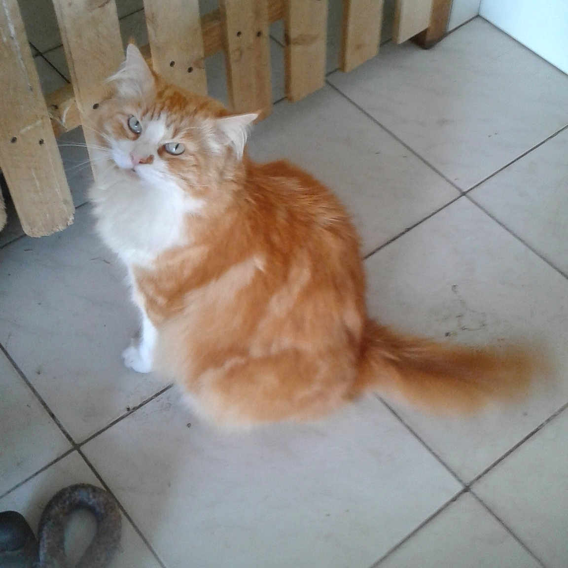 Tyroux
