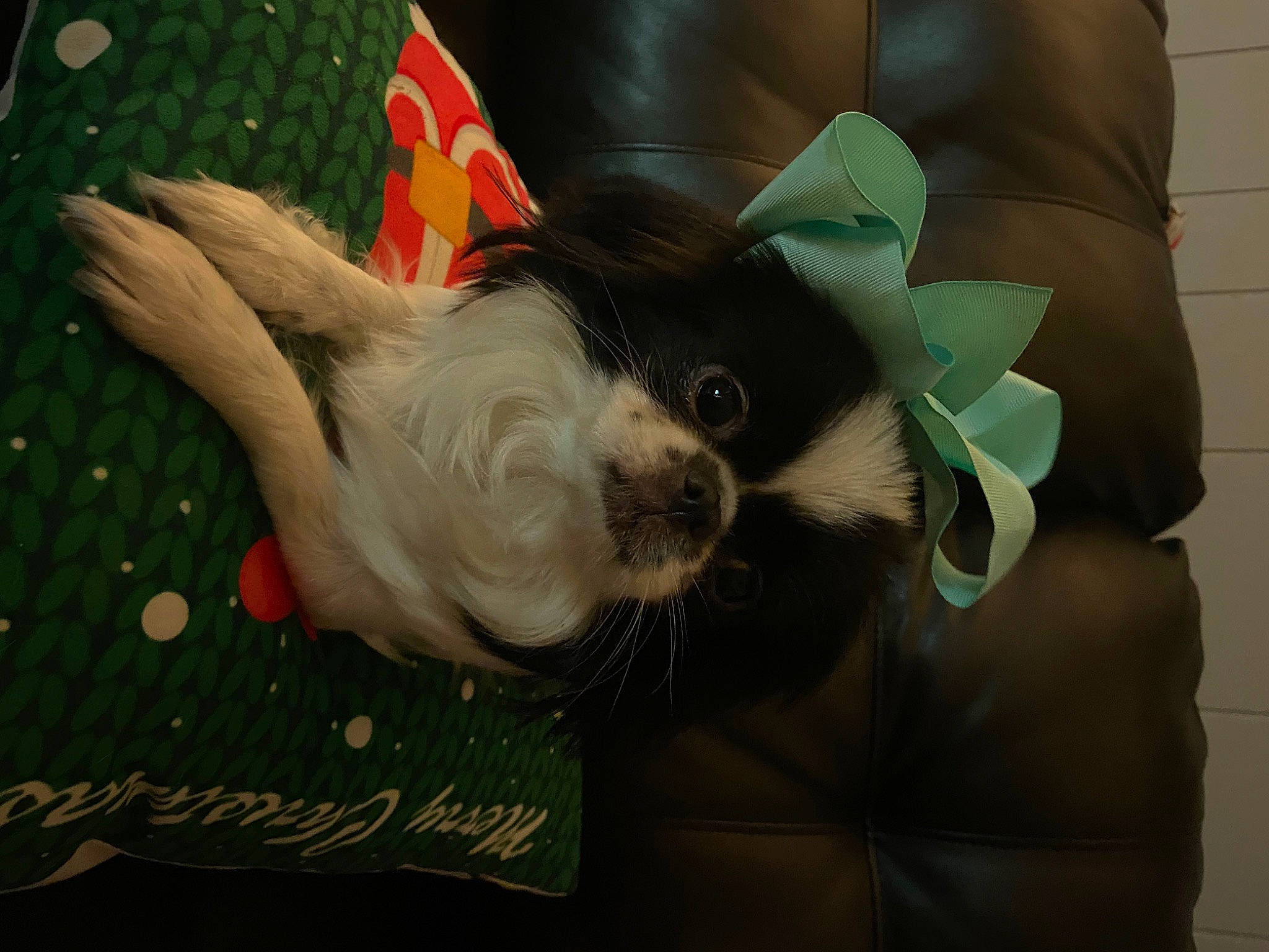 Thelma is registered to the contest to win money with this photo: canidae, carmine, carnivore, companion_dog, dog, dog_breed, fawn, felidae, fictional_character, foot, fur, non_sporting_group, pattern, sporting_group, tail, textile, toy, toy_dog, whiskers, working_animal