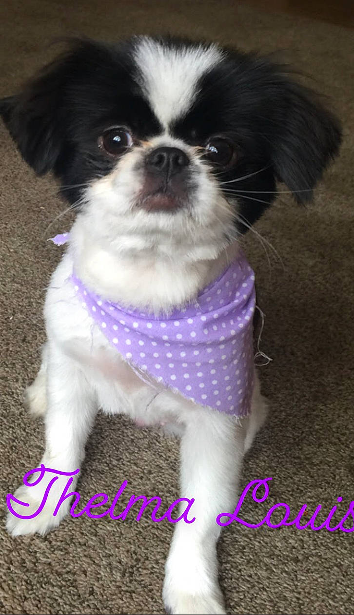 Thelma joined the competition — help win amazing prizes! canidae, carnivore, collar, companion_dog, dog, dog_breed, dog_collar, dog_supply, fur, king_charles_spaniel, liver, magenta, papillon, purple, snout, sporting_group, tie, toy_dog, whiskers, working_animal
