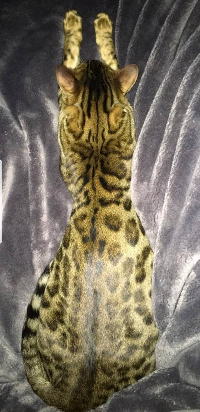 Moka a rejoint le concours — aidez-le/la à gagner de superbes lots ! asian, bengal, california_spangled, carnivore, cat, dragon_li, egyptian_mau, european_shorthair, felidae, mammal, ocicat, small_to_medium_sized_cats, snout, tabby_cat, terrestrial_animal, toyger, vertebrate, whiskers, wild_cat, wildlife