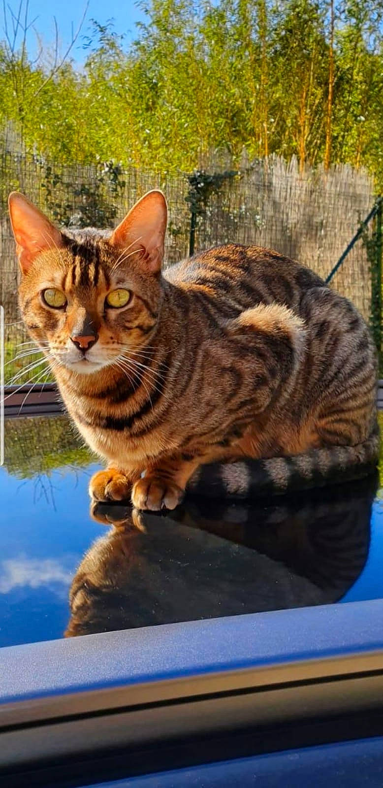 Moka a rejoint le concours — aidez-le/la à gagner de superbes lots ! aegean_cat, american_shorthair, asian, bengal, california_spangled, carnivore, cat, domestic_short_haired_cat, dragon_li, egyptian_mau, european_shorthair, felidae, mammal, ocicat, small_to_medium_sized_cats, tabby_cat, toyger, vertebrate, whiskers, wild_cat