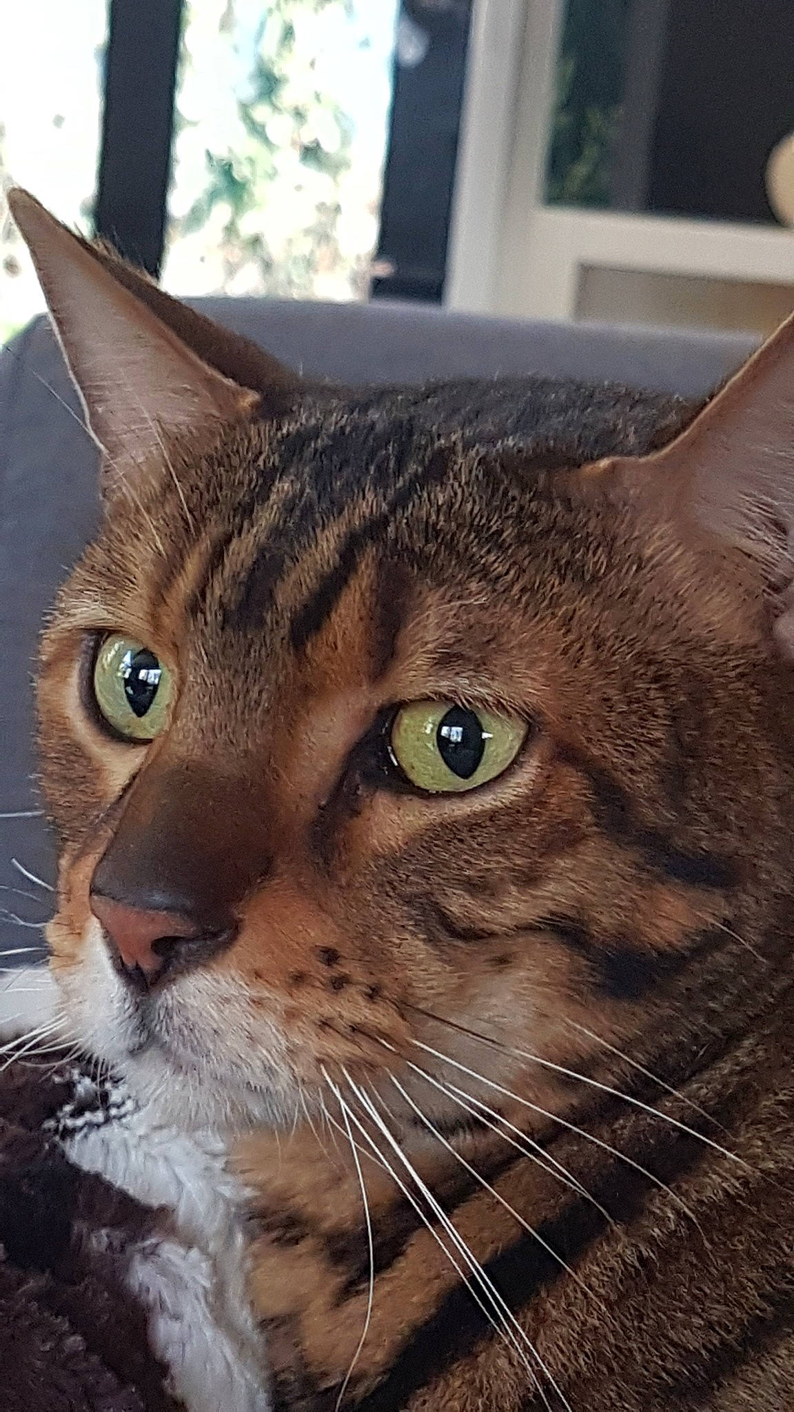 Moka participe au concours pour gagner de l'argent avec cette photo : abyssinian, aegean_cat, asian, bengal, california_spangled, carnivore, cat, close_up, domestic_short_haired_cat, dragon_li, european_shorthair, eye, felidae, mammal, pixie_bob, small_to_medium_sized_cats, snout, tabby_cat, vertebrate, whiskers