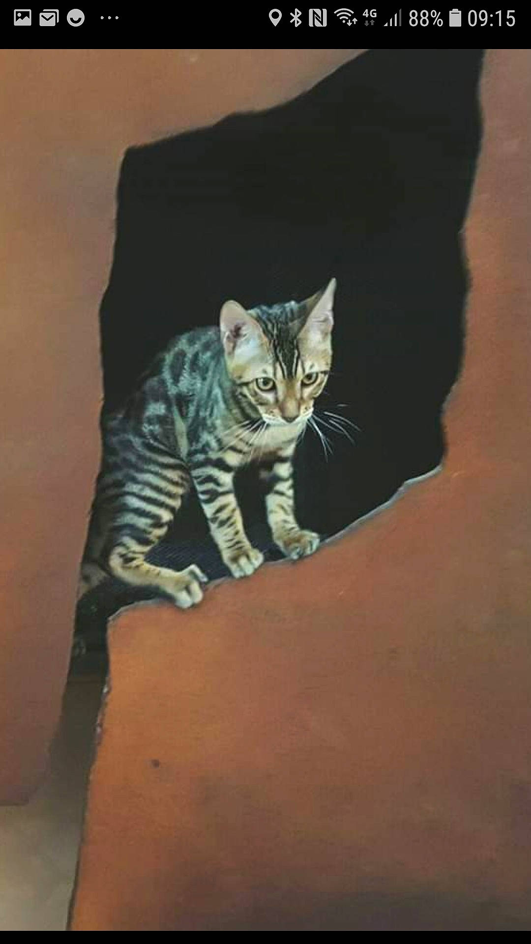 Moka a rejoint le concours — aidez-le/la à gagner de superbes lots ! american_shorthair, asian, california_spangled, carnivore, cat, domestic_short_haired_cat, dragon_li, egyptian_mau, european_shorthair, fawn, felidae, kitten, small_to_medium_sized_cats, tabby_cat, tail, whiskers, wild_cat