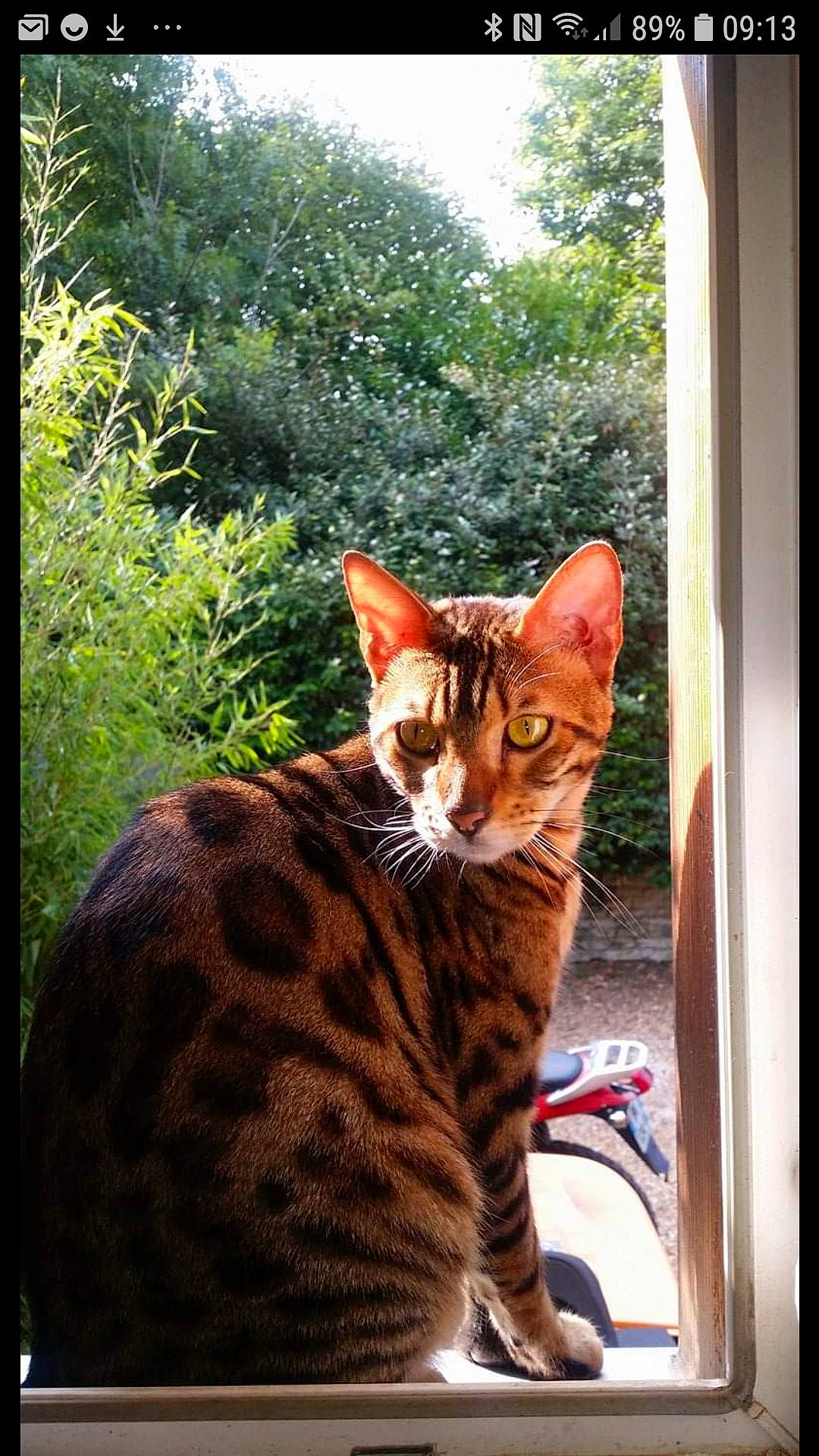 Moka a rejoint le concours — aidez-le/la à gagner de superbes lots ! asian, bengal, carnivore, cat, domestic_short_haired_cat, dragon_li, european_shorthair, felidae, kitten, mammal, ocicat, plant, small_to_medium_sized_cats, sokoke, tabby_cat, toyger, tree, vertebrate, whiskers, wildlife