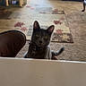 cat, gray_cat, pet, indoor, curious, feline, collar, yellow_eyes, carpet, chair, living_room, cat_tree, window, curtains, couch, table, home, furniture, floor, daylight