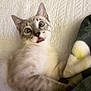 Bombom is registered to the contest to win money with this photo: animal, bed, blanket, cat, close_up, cute, domestic_cat, ears, fleece, fur, indoor, lying_down, pet, playful, resting, soft_texture, surprised_expression, tabby, whiskers, wide_eyes