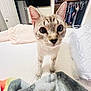 Bombom joined the competition — help win amazing prizes! bed, blanket, cat, closet, comfort, curious, domestic_animal, ears, floor, fur, furniture, hanger, home, indoor, pet, room, sleeping_area, television, whiskers, white