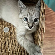 Bombom joined the competition — help win amazing prizes! animal, basket, blue_eyes, cat, closeup, curious, cute, domestic_cat, feline, fur, indoor, kitten, looking, paw, pet, playful, whiskers, wood_floor, woven, young