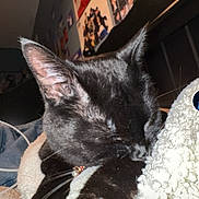 Pickles joined the competition — help win amazing prizes! animal, bedroom, black_cat, blanket, cat, closeup, collar, cozy, decor, feline, flag, fur, home, indoor, pet, poster, resting, sleeping, wall, whiskers