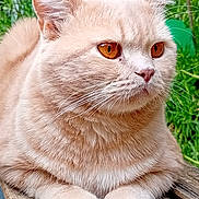 Bastet a rejoint le concours — aidez-le/la à gagner de superbes lots ! cat, cream_colored, fluffy, close_up, amber_eyes, wooden_surface, outdoor, garden, greenery, pets, animal, feline, whiskers, ears, paws, resting, cute, soft_fur, alert, serene