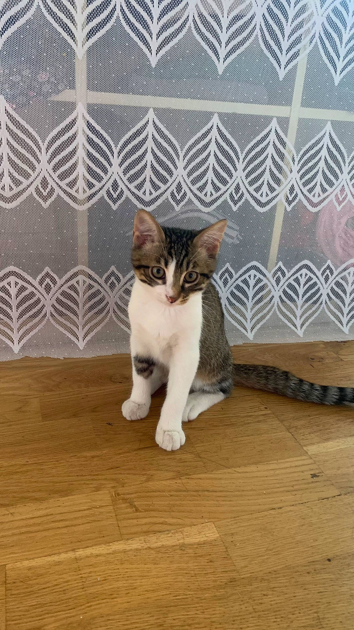 Iron participe au concours pour gagner de l'argent avec cette photo : carnivore, cat, domestic_short_haired_cat, door, felidae, fence, floor, flooring, fur, grey, hardwood, laminate_flooring, paw, small_to_medium_sized_cats, tail, terrestrial_animal, whiskers, wood, wood_flooring, wood_stain