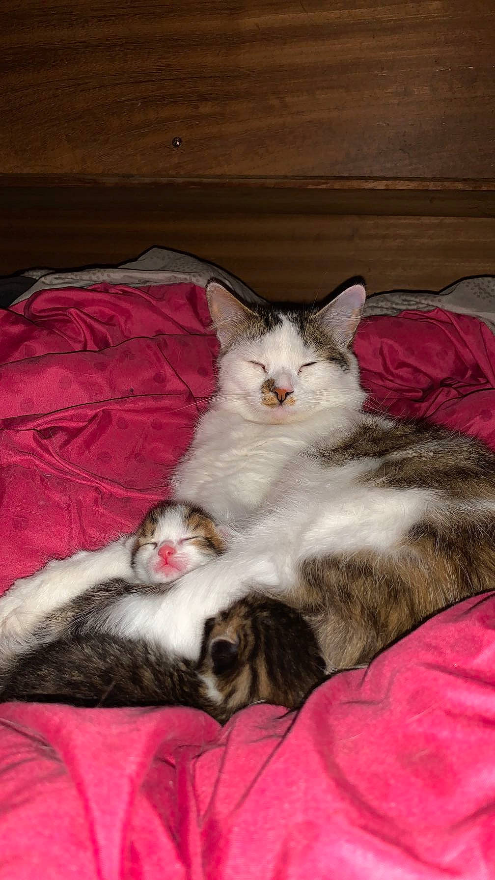 Choupette a rejoint le concours — aidez-le/la à gagner de superbes lots ! carnivore, cat, comfort, domestic_short_haired_cat, fawn, felidae, fur, grey, paw, small_to_medium_sized_cats, tail, whiskers