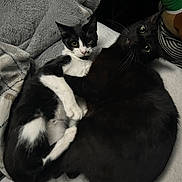 Izzy And Vader Binx joined the competition — help win amazing prizes! cat, black_cat, black_and_white_cat, pets, cuddling, blanket, cozy, indoor, fur, whiskers, eyes, relaxing, sleeping_area, cute, domestic_animal, feline, companionship, resting, soft, animal