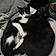 Izzy And Vader Binx