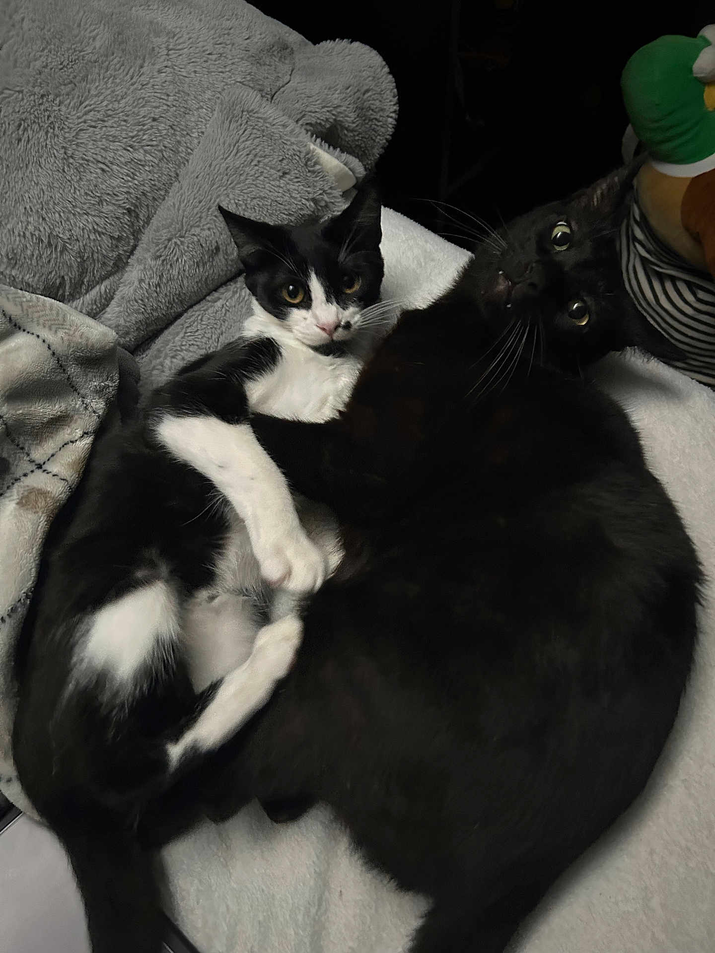 Izzy And Vader Binx joined the competition — help win amazing prizes! cat, black_cat, black_and_white_cat, pets, cuddling, blanket, cozy, indoor, fur, whiskers, eyes, relaxing, sleeping_area, cute, domestic_animal, feline, companionship, resting, soft, animal