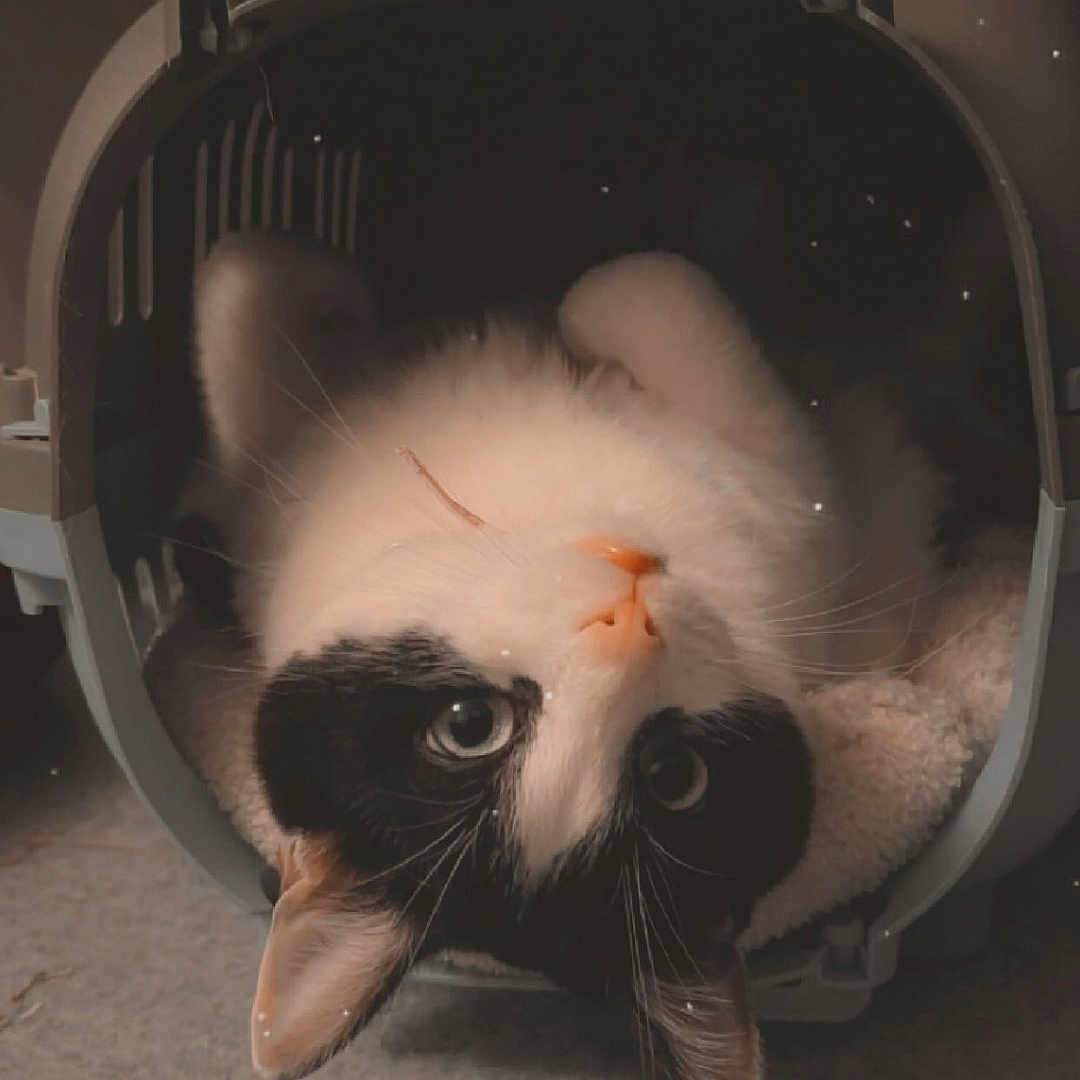 Ruby a rejoint le concours — aidez-le/la à gagner de superbes lots ! animal, architecture, bag, basket, building, cat, chair, face, furniture, head, indoors, kitten, manx, outdoors, person, pet, photography, shelter, siamese, sleeping