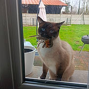 Bountys a rejoint le concours — aidez-le/la à gagner de superbes lots ! cat, siamese_cat, bird, window, glass, outdoor, garden, grass, patio, barbecue_grill, plant_pot, fence, trees, animal, pet, nature, daylight, domestic_animal, mammal, wildlife