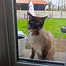 cat, siamese_cat, bird, window, glass, outdoor, garden, grass, patio, barbecue_grill, plant_pot, fence, trees, animal, pet, nature, daylight, domestic_animal, mammal, wildlife