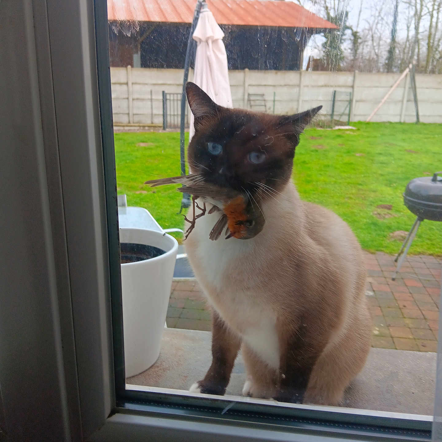 Bountys a rejoint le concours — aidez-le/la à gagner de superbes lots ! cat, siamese_cat, bird, window, glass, outdoor, garden, grass, patio, barbecue_grill, plant_pot, fence, trees, animal, pet, nature, daylight, domestic_animal, mammal, wildlife