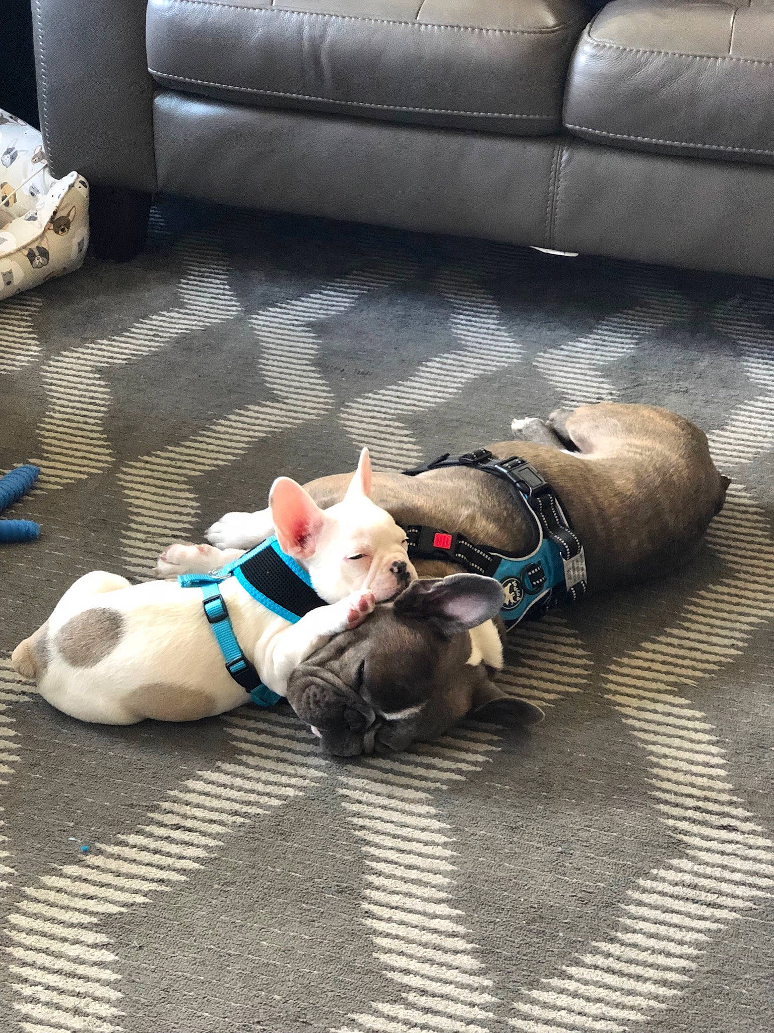 Arlo The Great is registered to the contest to win money with this photo: canidae, carnivore, comfort, companion_dog, couch, dog, dog_breed, fawn, felidae, floor, flooring, fur, human_leg, lap, sitting, small_to_medium_sized_cats, sporting_group, tail, whiskers, wood