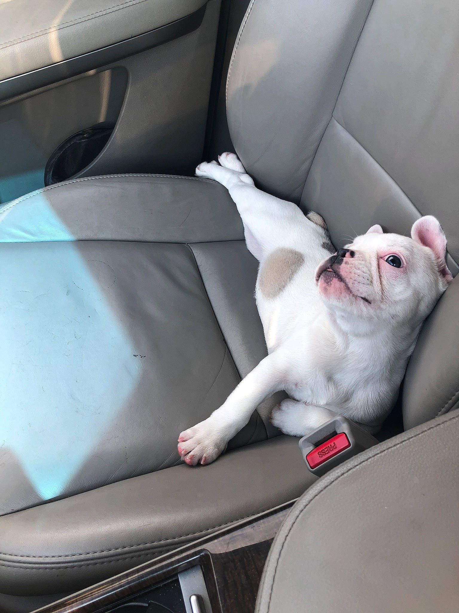 Arlo The Great joined the competition — help win amazing prizes! auto_part, automotive_design, automotive_exterior, car, car_seat, car_seat_cover, carnivore, comfort, family_car, felidae, head_restraint, hood, motor_vehicle, personal_luxury_car, steering_part, steering_wheel, tail, tints_and_shades, vehicle, vehicle_door