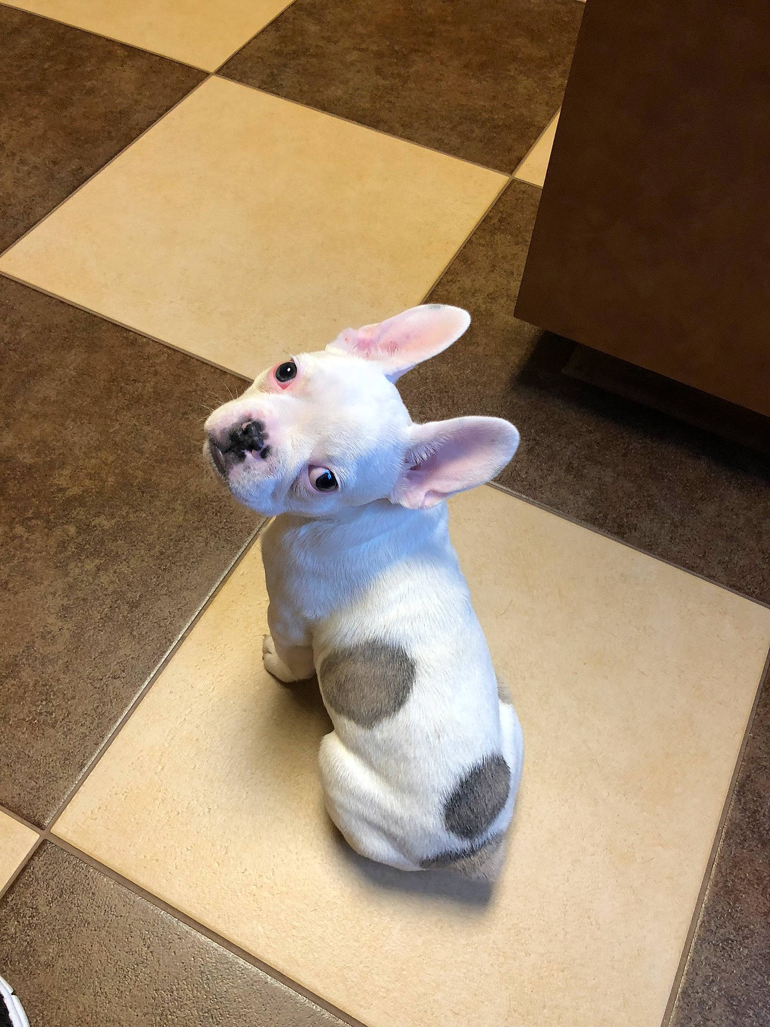 Arlo The Great is registered to the contest to win money with this photo: animal_figure, art, baby_toys, canidae, carmine, companion_dog, fawn, felidae, flooring, fur, plush, room, snout, stuffed_toy, tail, teddy_bear, toy, vertebrate, whiskers, wood