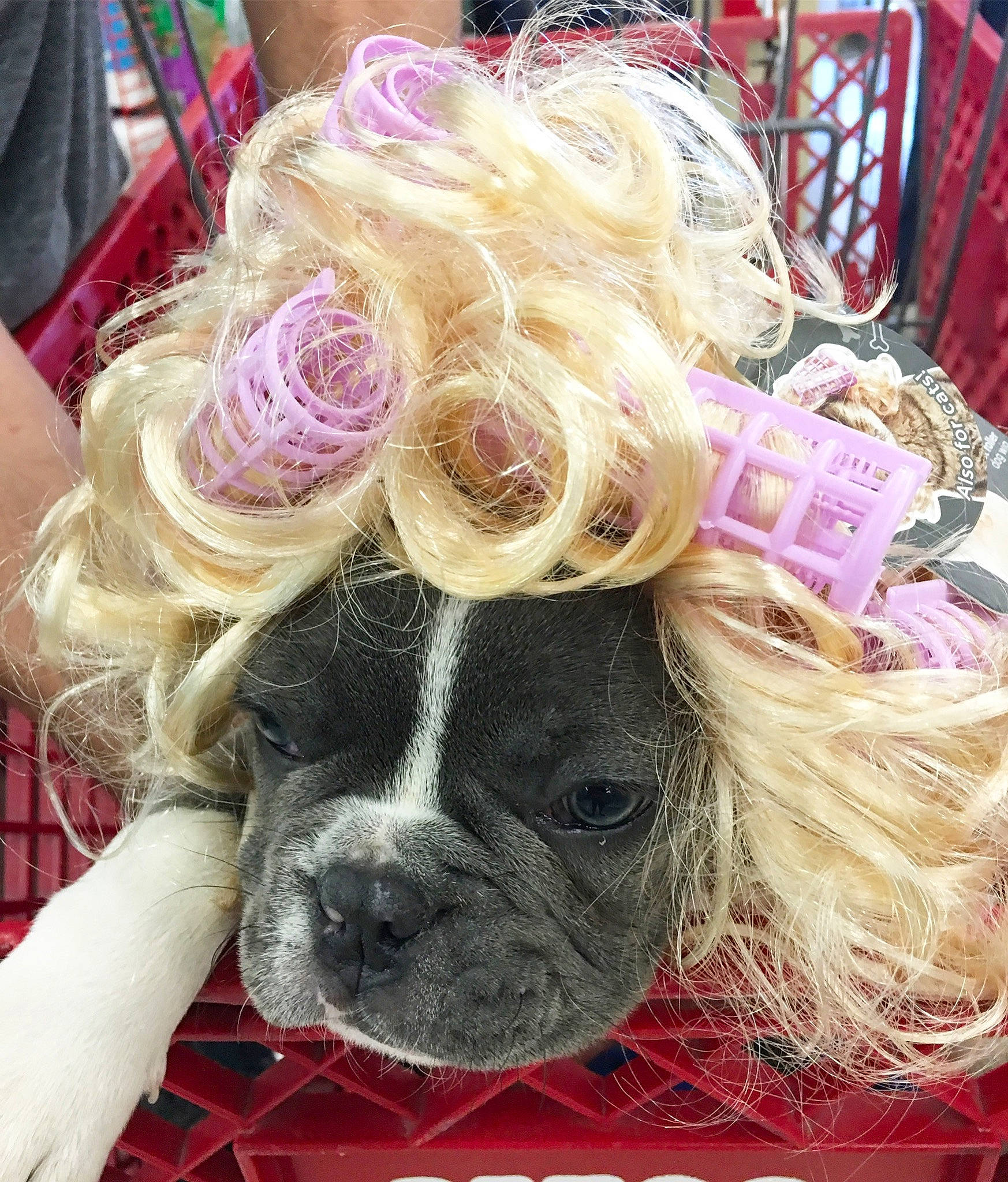 Jude is registered to the contest to win money with this photo: blond, boston_terrier, carnivore, companion_dog, dog, dog_breed, dog_supply, event, eyewear, fawn, fur, magenta, pink, purple, selfie, snout, sporting_group, toy_dog, vision_care, working_animal
