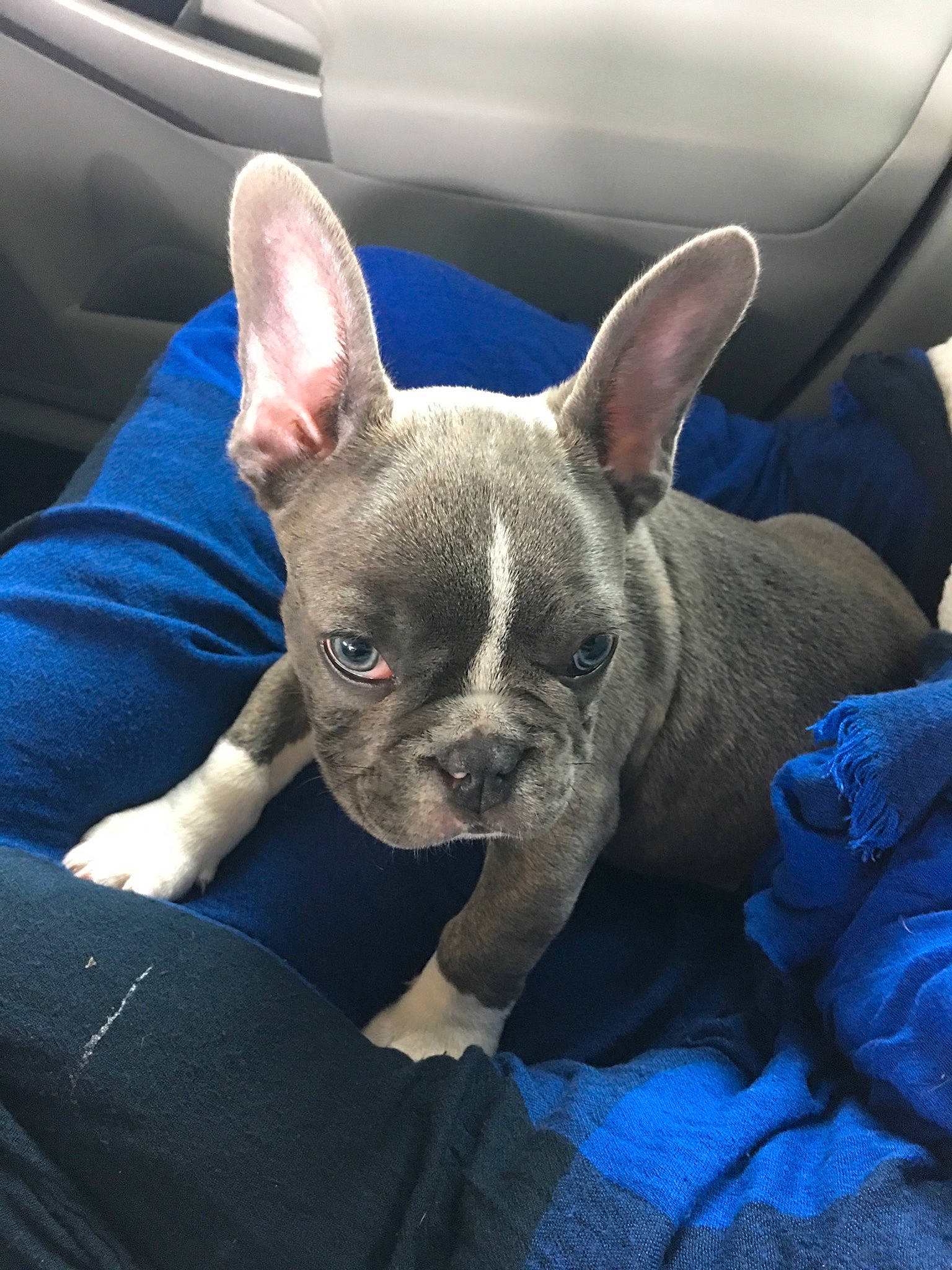 Jude is registered to the contest to win money with this photo: canidae, carnivore, comfort, companion_dog, dog, dog_breed, ear, electric_blue, eye, fawn, non_sporting_group, photography, puppy, snout, sporting_group, terrestrial_animal, toy_dog, whiskers, working_animal