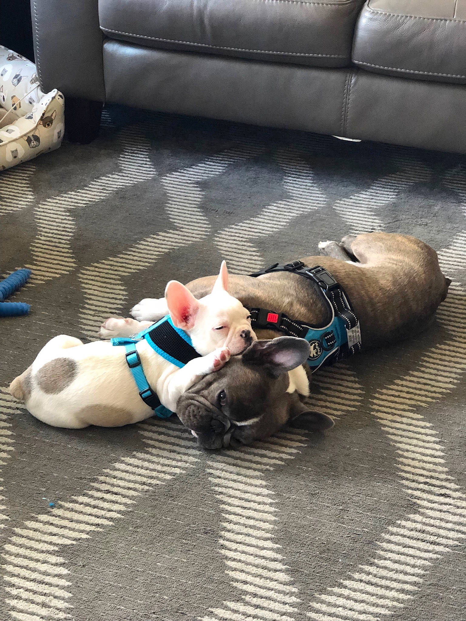 Jude joined the competition — help win amazing prizes! canidae, carnivore, comfort, companion_dog, couch, dog_breed, fawn, floor, flooring, fur, grass, hardwood, human_leg, lap, mammal, nap, sitting, sporting_group, vertebrate, wood