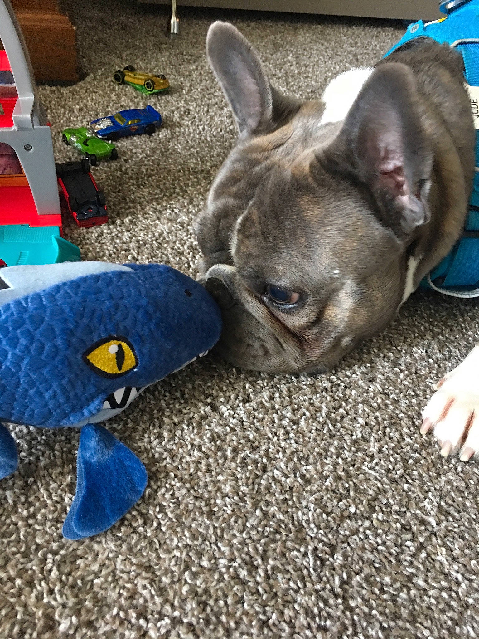 Jude joined the competition — help win amazing prizes! art, bulldog, canidae, carnivore, comfort, companion_dog, dog, dog_breed, electric_blue, fawn, fur, grass, human_leg, rabbits_and_hares, snout, tail, terrestrial_animal, toy_dog, working_animal, wrinkle