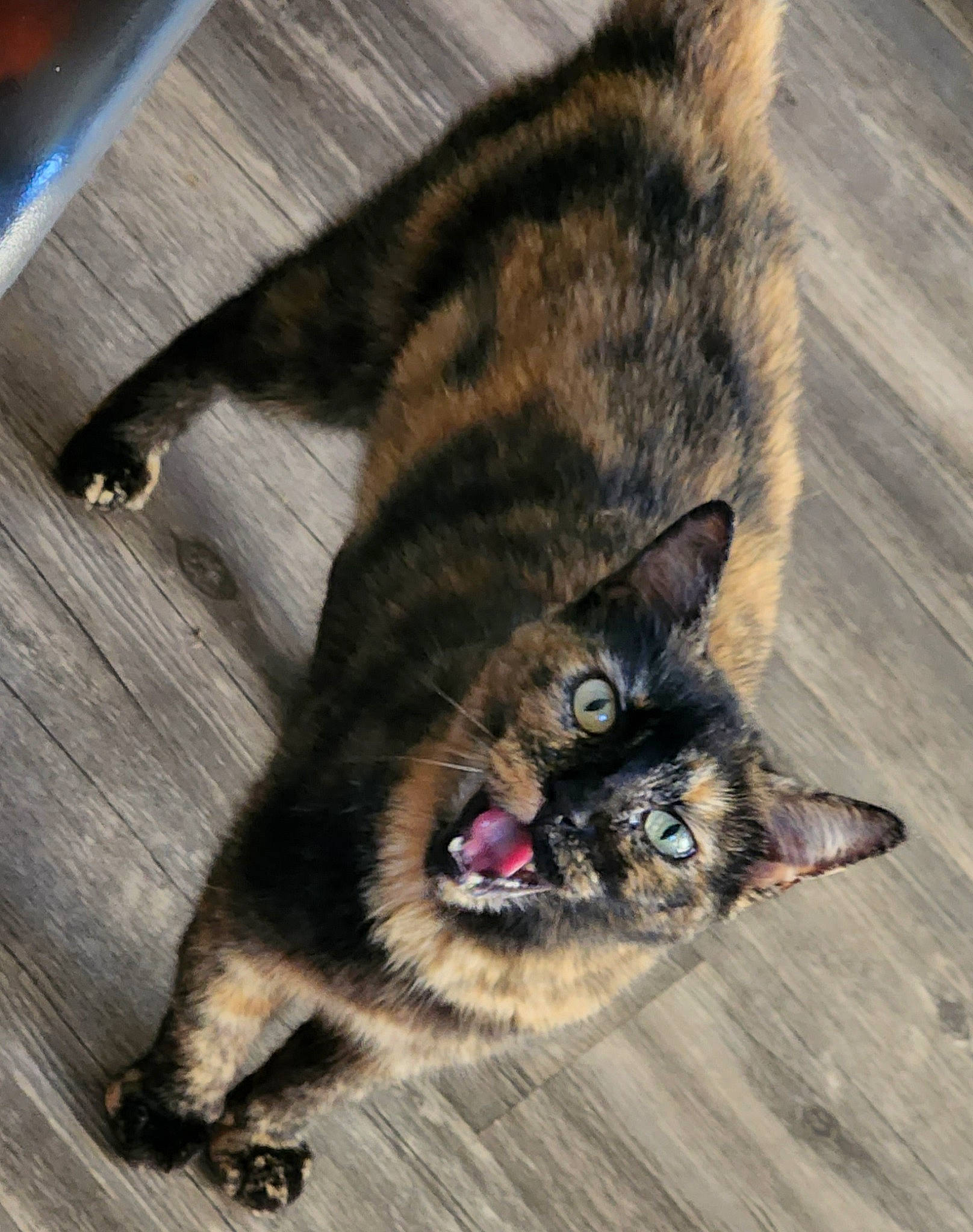 Cali joined the competition — help win amazing prizes! carnivore, cat, claw, domestic_short_haired_cat, door, eye, felidae, flooring, foot, fur, hardwood, paw, plant, sitting, small_to_medium_sized_cats, snout, tail, terrestrial_animal, whiskers, wood