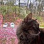 Sushi is registered to the contest to win money with this photo: animal, cars, cat, curious, daytime, fluffy, fur, nature, outdoor, pet, pink_blossoms, profile, residential_area, side_view, soft_focus, spring, tabby_cat, trees, whiskers, window