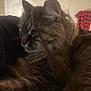 Sushi joined the competition — help win amazing prizes! animal, background_blur, cat, close_up, comfort, cozy, ear, feline, fluffy, fur, indoor, mammal, pet, profile, red_black_checkered, relaxed, resting, soft_light, tabby, whiskers