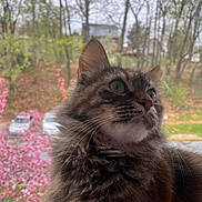 Sushi is registered to the contest to win money with this photo: animal, cat, closeup, curious, domestic_cat, flowers, fluffy, fur, green, indoor, nature, outdoor_view, pet, pink, portrait, spring, tabby, trees, whiskers, window