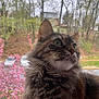 animal, cat, closeup, curious, domestic_cat, flowers, fluffy, fur, green, indoor, nature, outdoor_view, pet, pink, portrait, spring, tabby, trees, whiskers, window