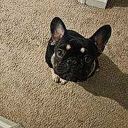Bentley joined the competition — help win amazing prizes! adorable, animal, black, carpet, companion, cute, dog, ears, face, french_bulldog, fur, household, indoor, looking_up, mammal, pet, sitting, small_dog, tan, waiting