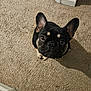 adorable, animal, black, carpet, companion, cute, dog, ears, face, french_bulldog, fur, household, indoor, looking_up, mammal, pet, sitting, small_dog, tan, waiting