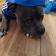 Cash joined the competition — help win amazing prizes! dog, blue_hoodie, wooden_floor, indoors, pet, canine, animal, flooring, blue, clothing, resting, close_up, muzzle, paw, broom, household, domestic, fur, expression, background