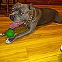 Cash is registered to the contest to win money with this photo: dog, pitbull, indoor, wooden_floor, green_ball, tongue_out, chain_collar, playful, pet, animal, canine, flooring, brown_furniture, happy, domestic_animal, resting, paw, tongue, ears, house