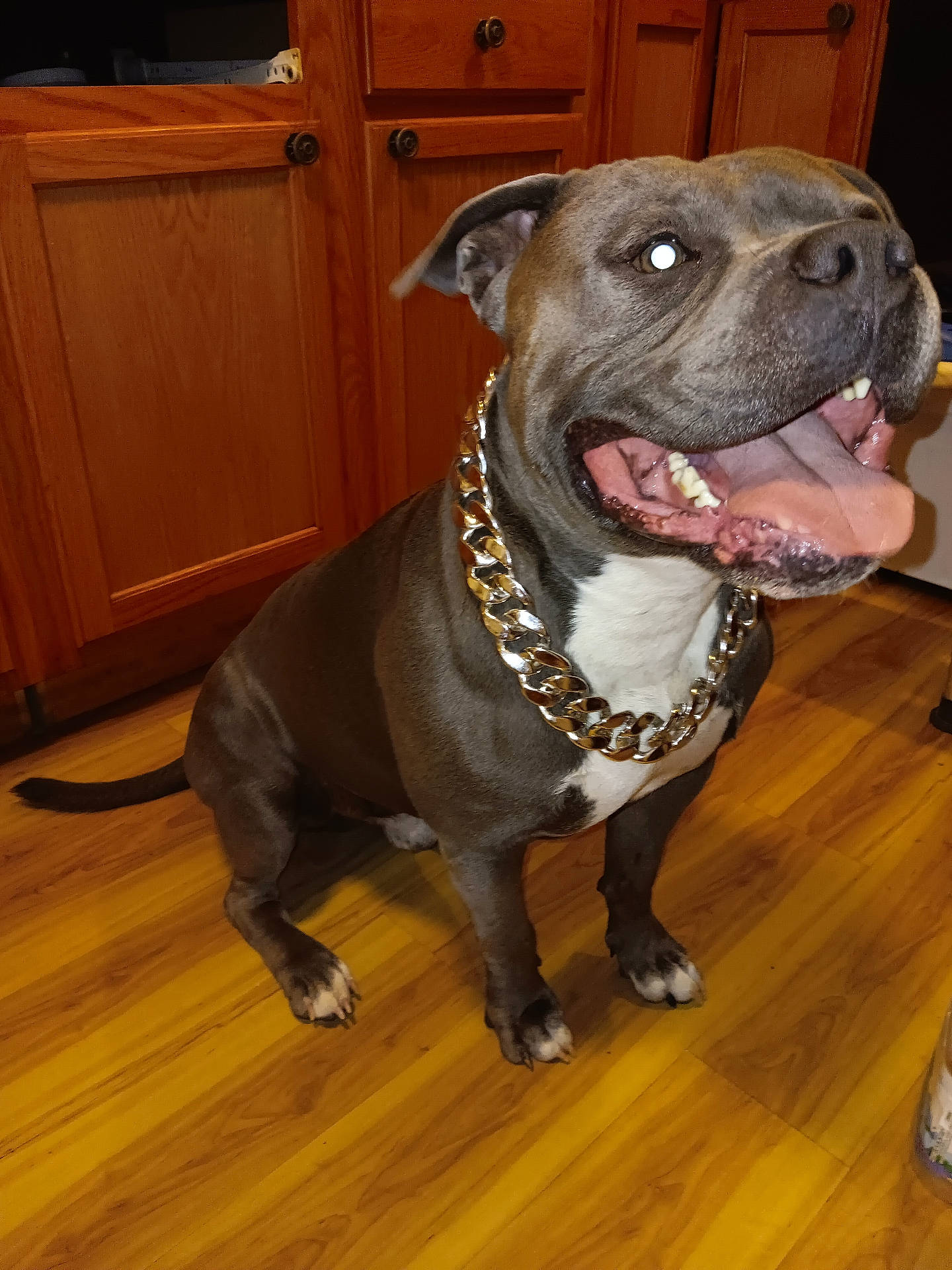 Cash is registered to the contest to win money with this photo: animal, brown, cabinet, canine, chain, companion, dog, domestic_animal, floor, gold_chain, happy, indoor, kitchen, pet, short_hair, sitting, smiling, tongue_out, white, wooden_floor