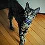 animal, cat, collar, curious, cute, domestic_cat, ears, feline, floor, four_legs, home, indoor, looking, pet, standing, striped, tabby, whiskers, wooden_floor, young_cat