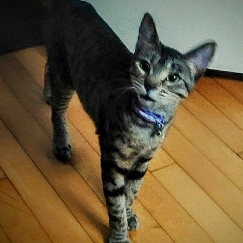 Caige joined the competition — help win amazing prizes! animal, cat, collar, curious, cute, domestic_cat, ears, feline, floor, four_legs, home, indoor, looking, pet, standing, striped, tabby, whiskers, wooden_floor, young_cat