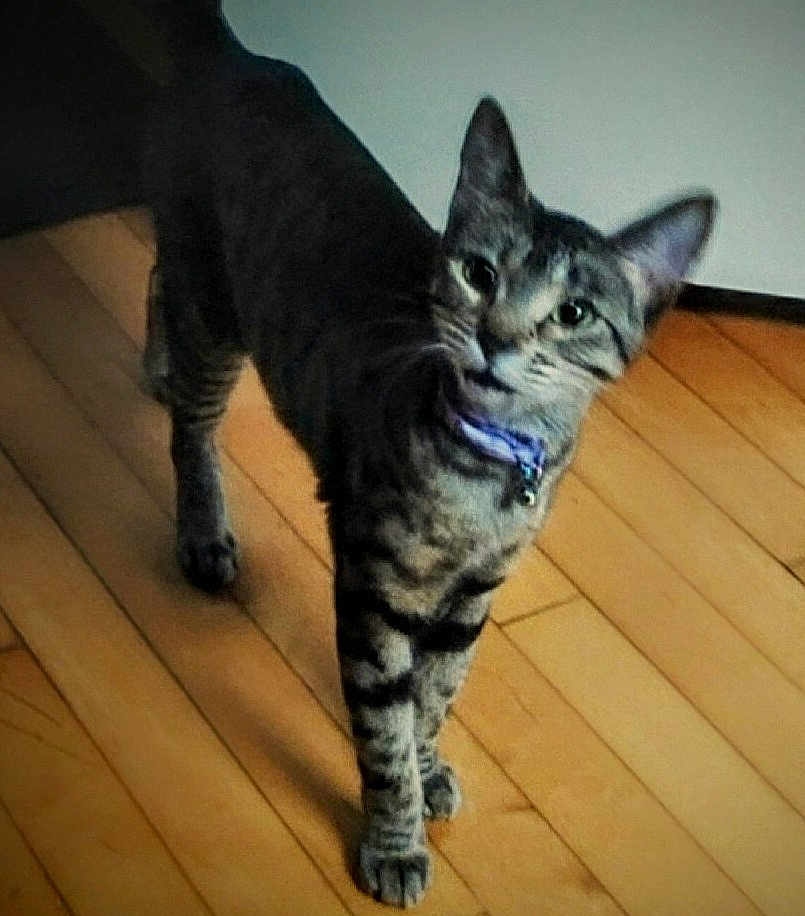 Caige joined the competition — help win amazing prizes! animal, cat, collar, curious, cute, domestic_cat, ears, feline, floor, four_legs, home, indoor, looking, pet, standing, striped, tabby, whiskers, wooden_floor, young_cat