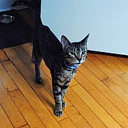 Caige joined the competition — help win amazing prizes! animal, cat, closeup, collar, curious, domestic, ears, feline, flooring, four_legs, fur, household, indoor, looking, mammal, pet, standing, tabby, whiskers, wooden_floor