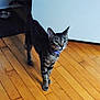 animal, cat, closeup, collar, curious, domestic, ears, feline, flooring, four_legs, fur, household, indoor, looking, mammal, pet, standing, tabby, whiskers, wooden_floor